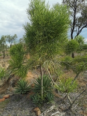 Euphorbia tirucalli