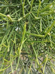 Euphorbia tirucalli
