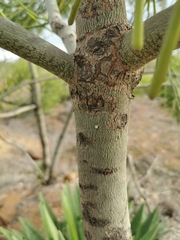 Euphorbia tirucalli