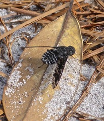 Anthrax striatipennis