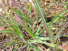 Melinis repens image