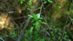 Pittosporum divaricatum