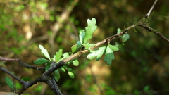 Pittosporum divaricatum