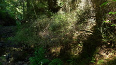 Pittosporum divaricatum