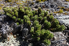 Celmisia ramulosa tuberculata