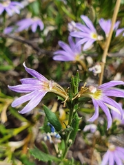 Scaevola humilis