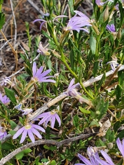 Scaevola humilis
