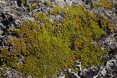 Dracophyllum muscoides