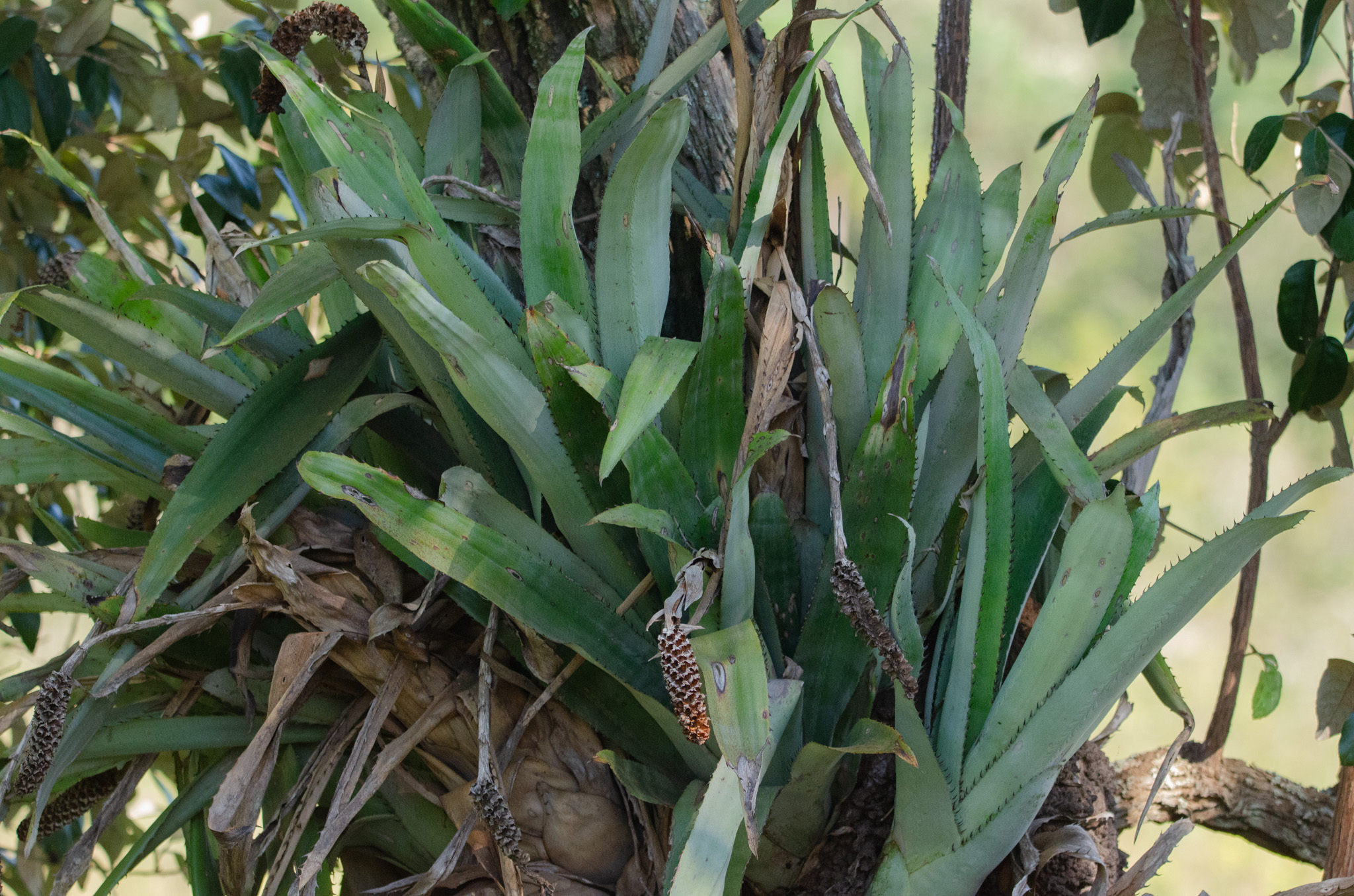 Aechmea bromeliifolia