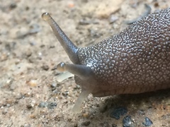 Urocyclus kirkii