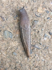 Urocyclus kirkii