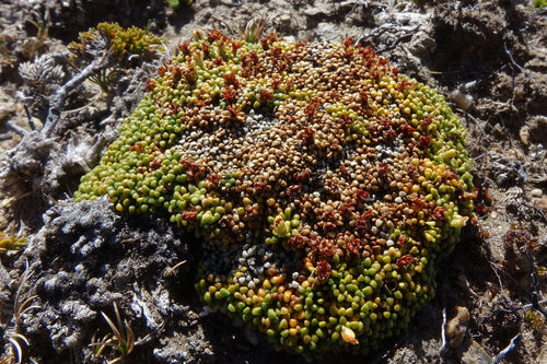 Phyllachne rubra (Phyllachne rubra)