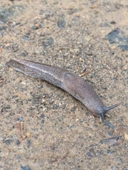 Urocyclus kirkii