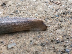 Urocyclus kirkii