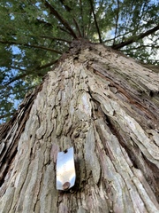 Sequoia sempervirens