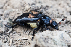 Nicrophorus guttula