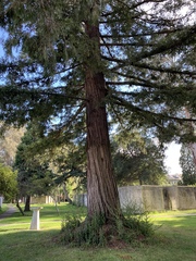 Sequoia sempervirens