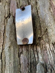 Sequoia sempervirens