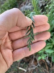 Sequoia sempervirens