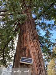 Sequoia sempervirens
