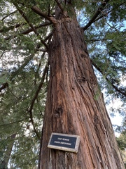 Sequoia sempervirens