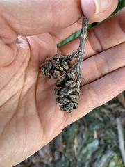 Sequoia sempervirens