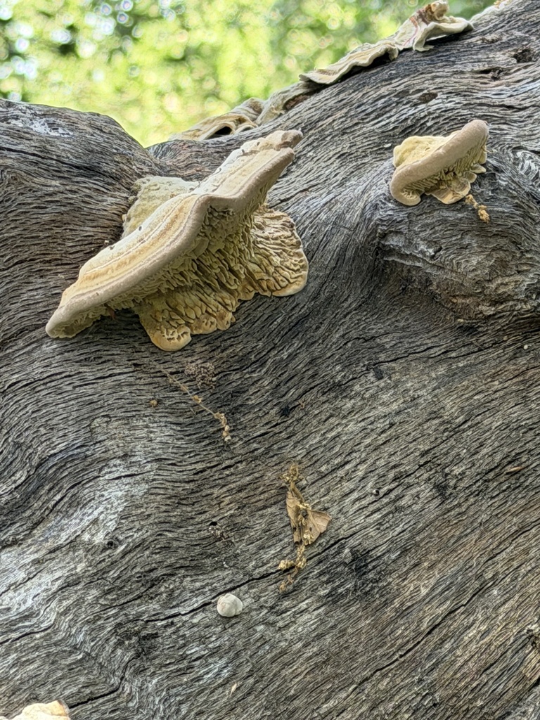 Trametes betulina · April 2026 · photo: © irinamitine (iNaturalist, cc-by)