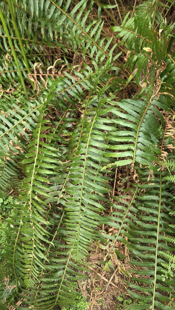 western sword fern in April 2026 by unbreeze_664 · iNaturalist
