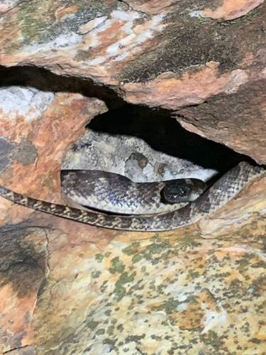 Brazilian Spotted Night Snake