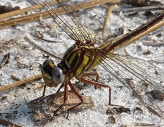 Phanogomphus minutus