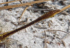 Phanogomphus minutus
