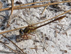 Phanogomphus minutus