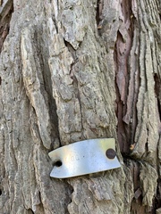 Calocedrus decurrens