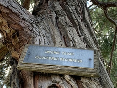 Calocedrus decurrens