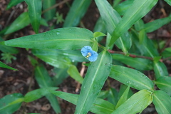 Commelina ensifolia