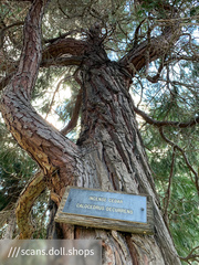 Calocedrus decurrens