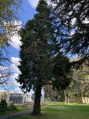 Calocedrus decurrens