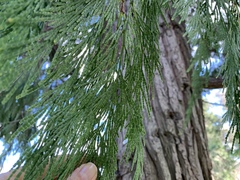 Calocedrus decurrens