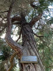 Calocedrus decurrens