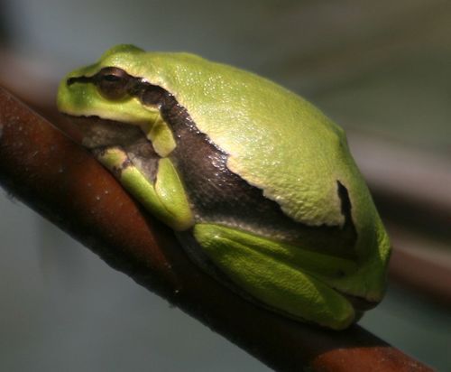 Eastern Tree Frog