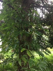 Syngonium angustatum