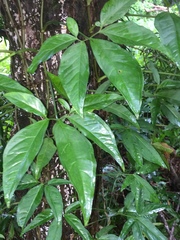 Syngonium angustatum