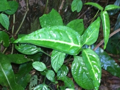 Syngonium angustatum