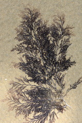 Streblocladia glomerulata