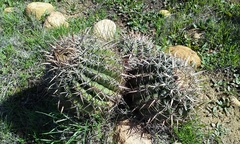 Ferocactus viridescens