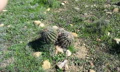 Ferocactus viridescens