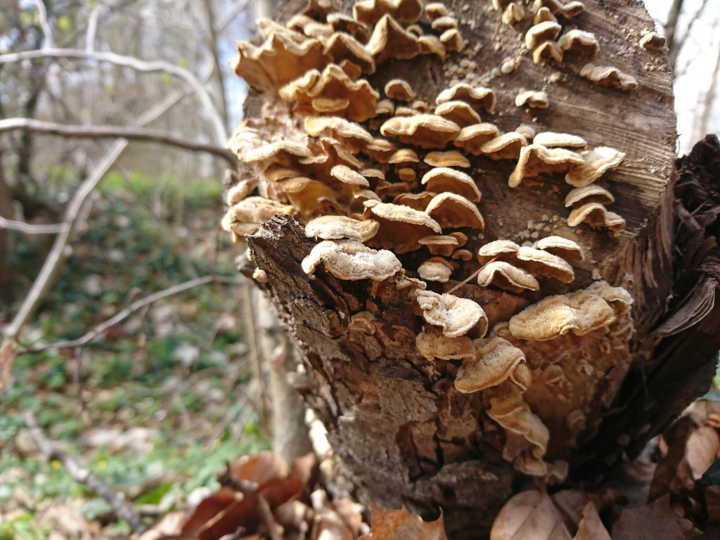 Stereum hirsutum · April 2026 · photo: © jadekf (iNaturalist, cc0)