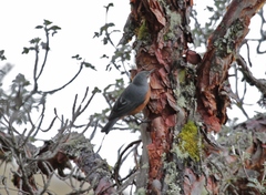 Conirostrum binghami