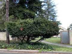 Taxus baccata