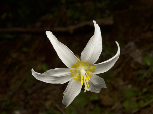 Erythronium elegans, photograph 4